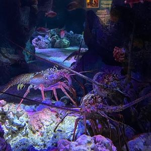 Meet your Posher, Mindy